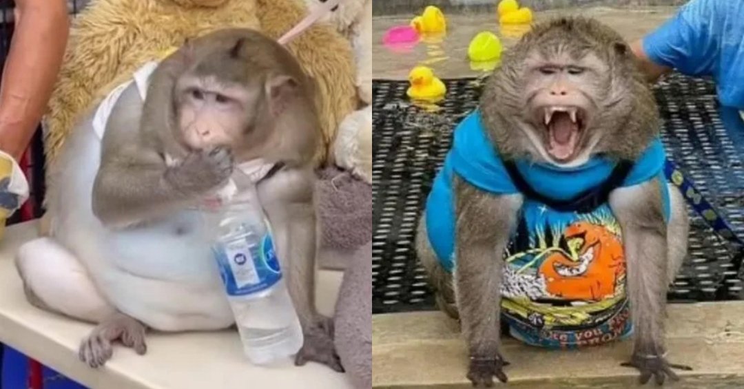 “世界上最肥猴子”疾病缠身，英年早逝！主人+游客狂喂它垃圾食物，搞到它“肥死”！