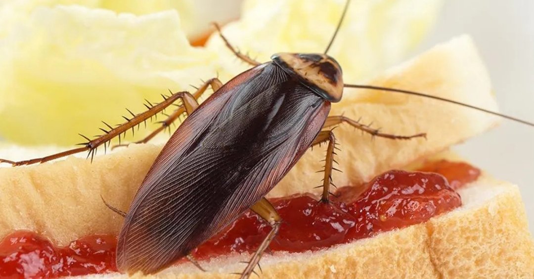 你知道蟑螂来自哪里吗？原来「德国蟑螂」其实是东南亚裔！是人类帮助它们征服全世界！