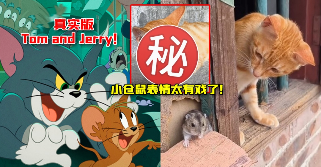 【内附视频】真实版的Tom and Jerry！橘猫“抓仓鼠抱著睡”！小小仓鼠生无可恋的表情太有戏了！