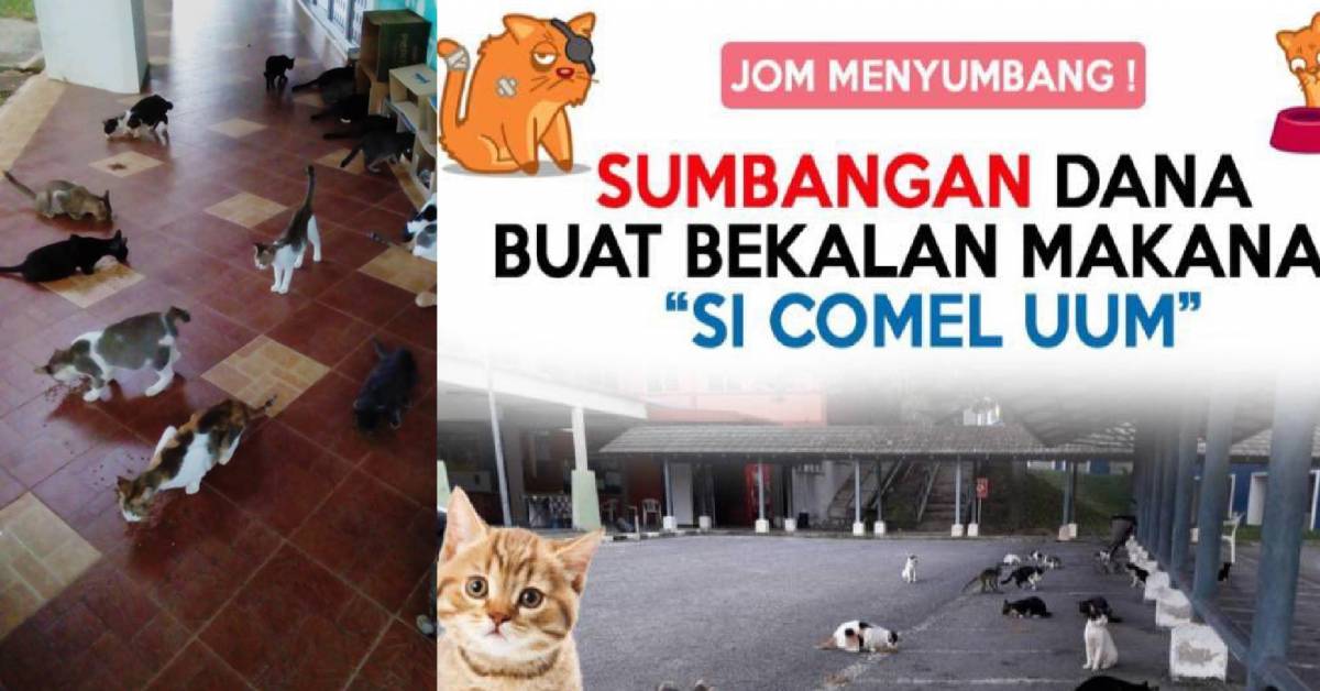 Tolong kami! Bantu ResQ Team jaga Si Comel UUM! Kucing jalanan 