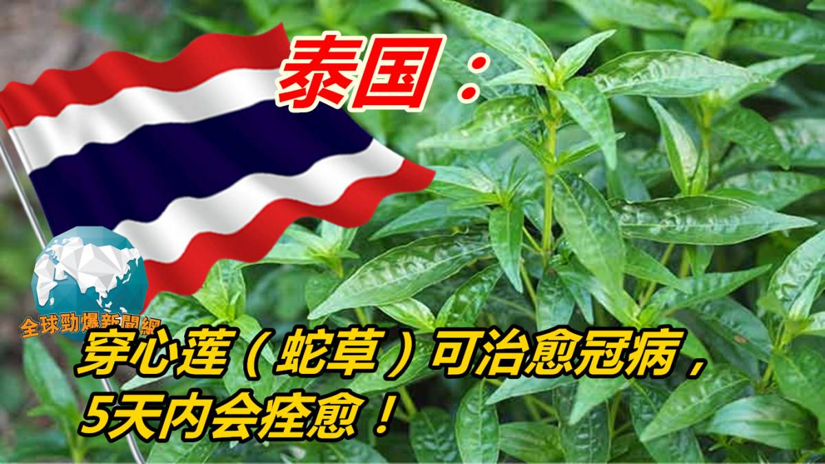泰国 穿心莲 蛇草 可治愈冠病 5天内会痊愈 Worldwidemaddennewsnet