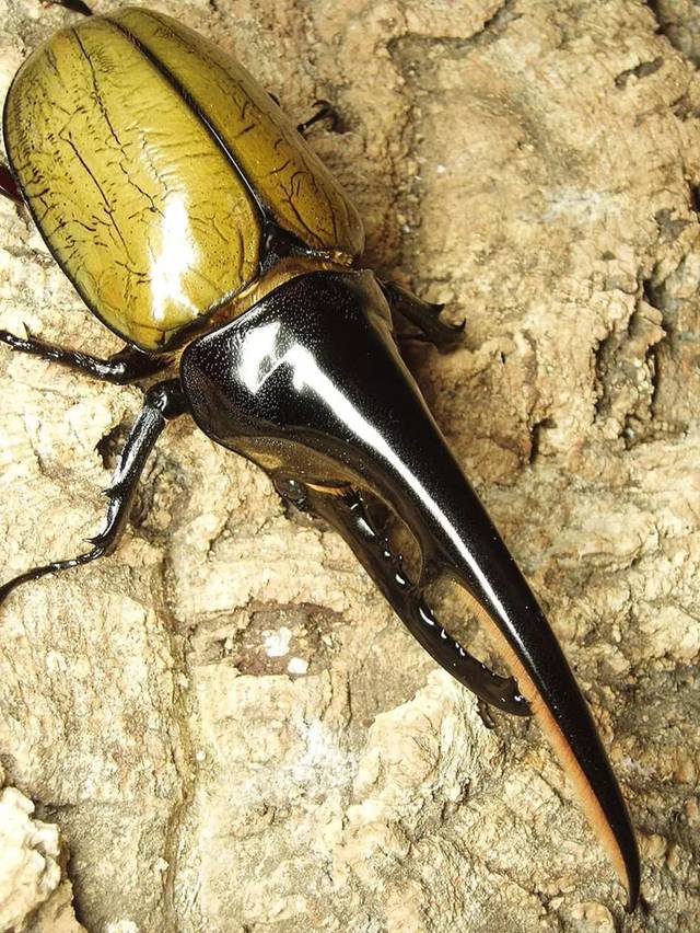 世界上最大的甲虫 长戟大兜虫的故事 Mopress