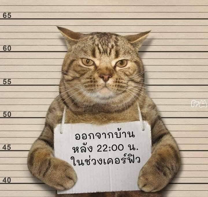 泰國警方在抓違反宵禁的...貓？？？