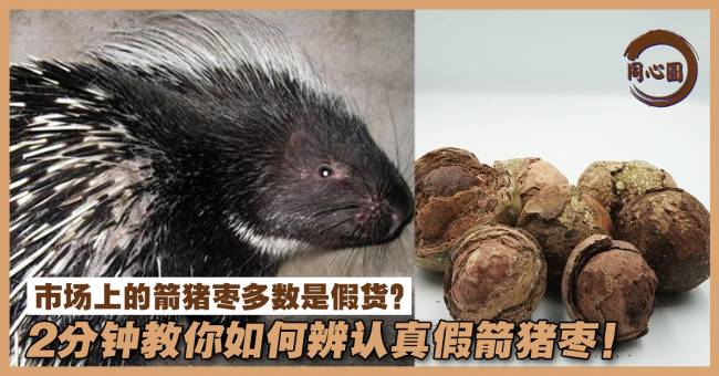 人间最后的仙丹深山涉险寻真枣 新生活报 Ilifepost爱生活