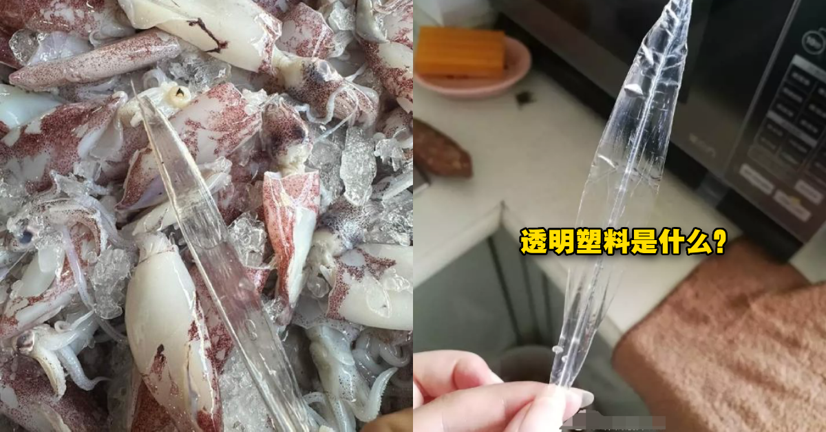 无良商家塞Plastic增加重量？鱿鱼体内的「透明塑料」究竟是什么？专家告诉你！