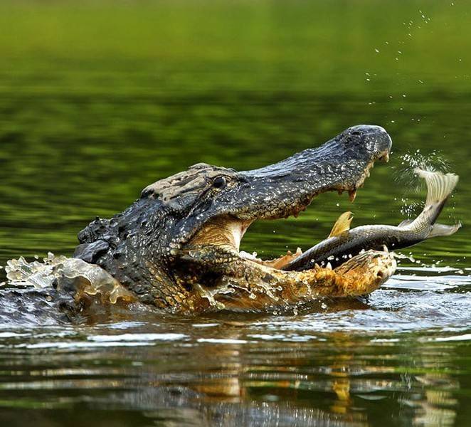Крокодил в водоеме. Пруд с крокодилами. Звуки крокодилов. МП крокодил.