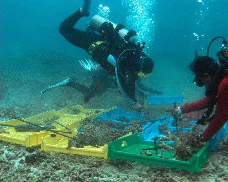 MEMBUKA LADANG KARANG PERTAMA DI MALAYSIA  Cerita Komuniti oleh 