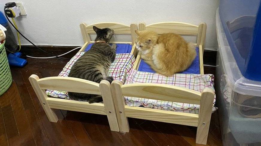 Pergi ke IKEA semata-mata untuk si meow! Beli katil kucing!  MOpress