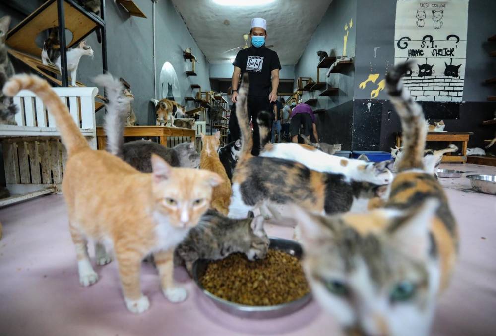Pusat Jagaan Kucing Terbiar Shah Alam : RM15,000 kos penjagaan | Harian
